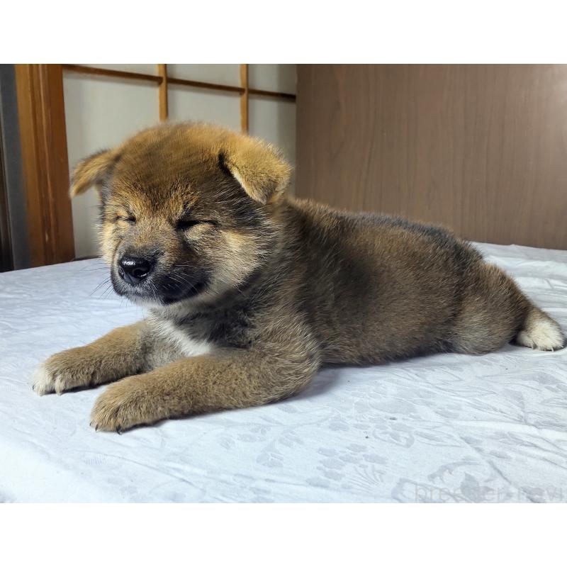 成約済の秋田県の柴犬-396402の2枚目